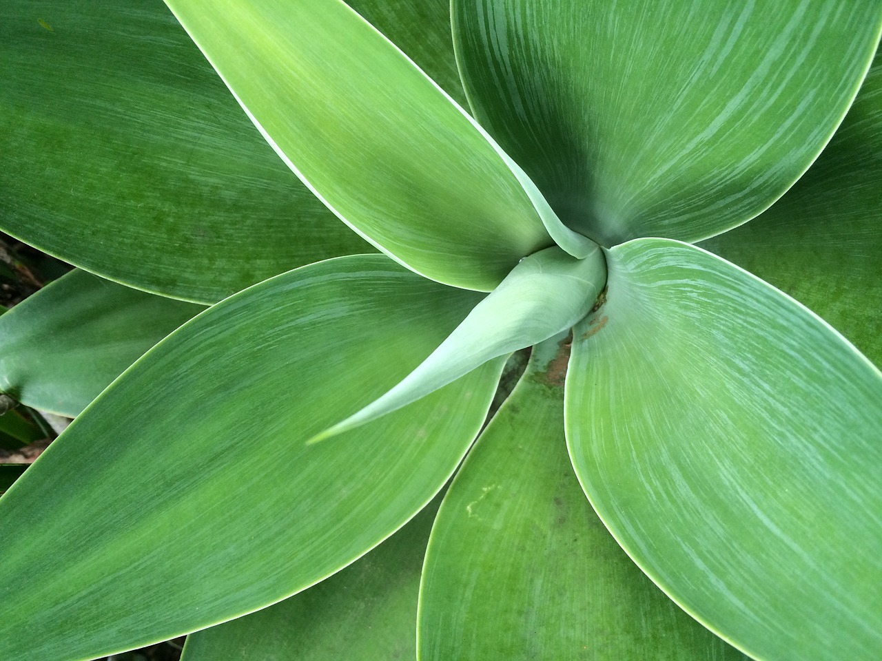 Žalias,  Lapų,  Augalų,  Tekstūros,  Agave, Nemokamos Nuotraukos,  Nemokama Licenzija