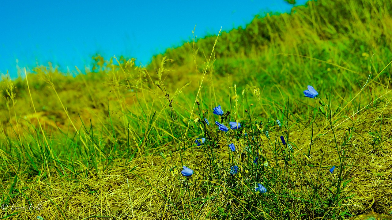 Žalias, Gamta, Gėlės, Augalas, Balta, Mėlynas, Šviesus, Lauke, Flora, Vasara