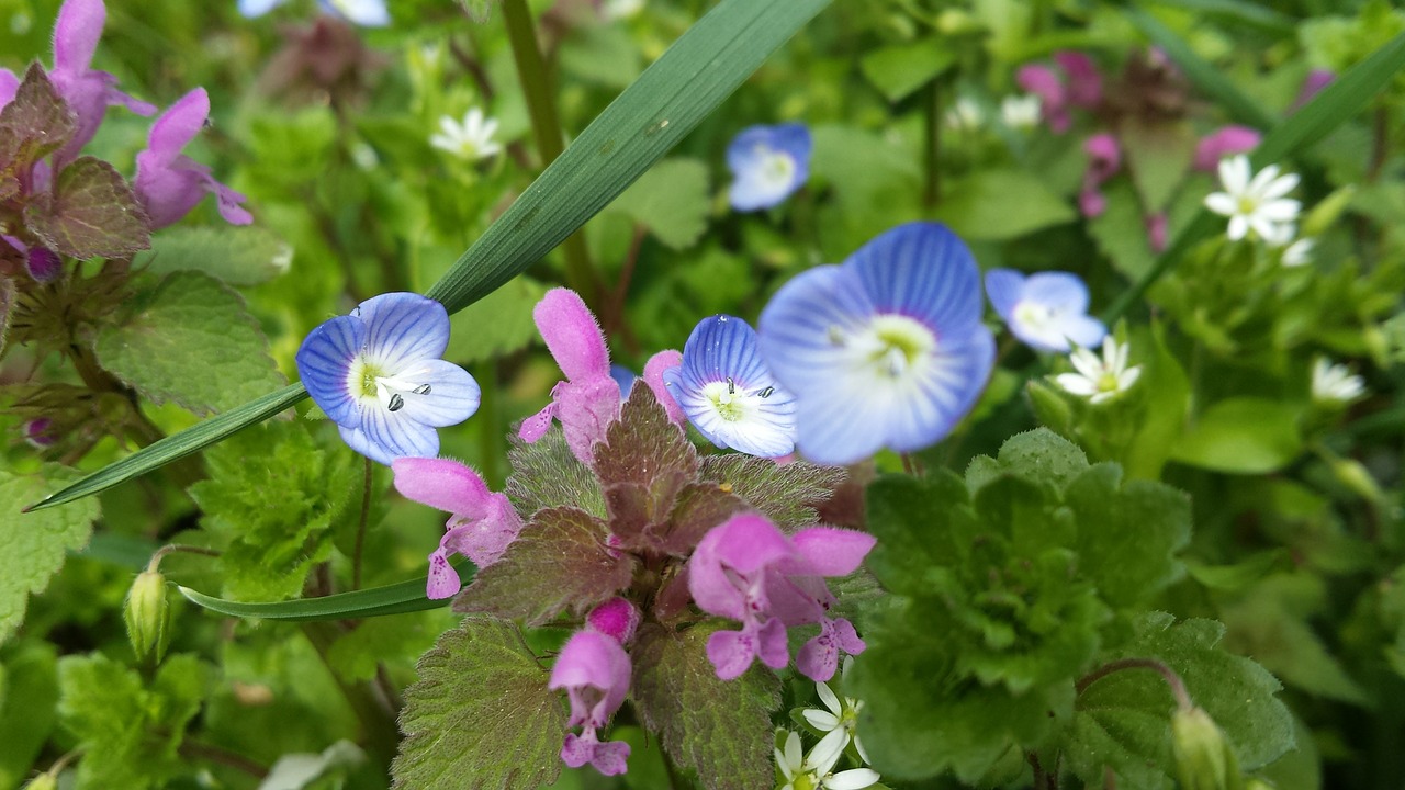 Žalias, Gėlės, Gamta, Pavasaris, Flora, Žydėti, Lauke, Nemokamos Nuotraukos,  Nemokama Licenzija