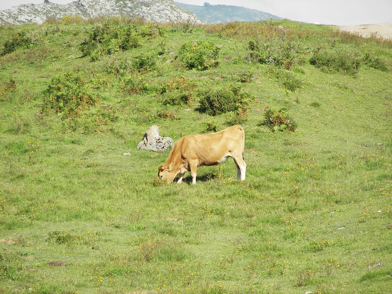 Žalias, Karvė, Prado, Picos De Europa, Gyvuliai, Gamta, Gyvūnai, Laukas, Prairie, Kalnas