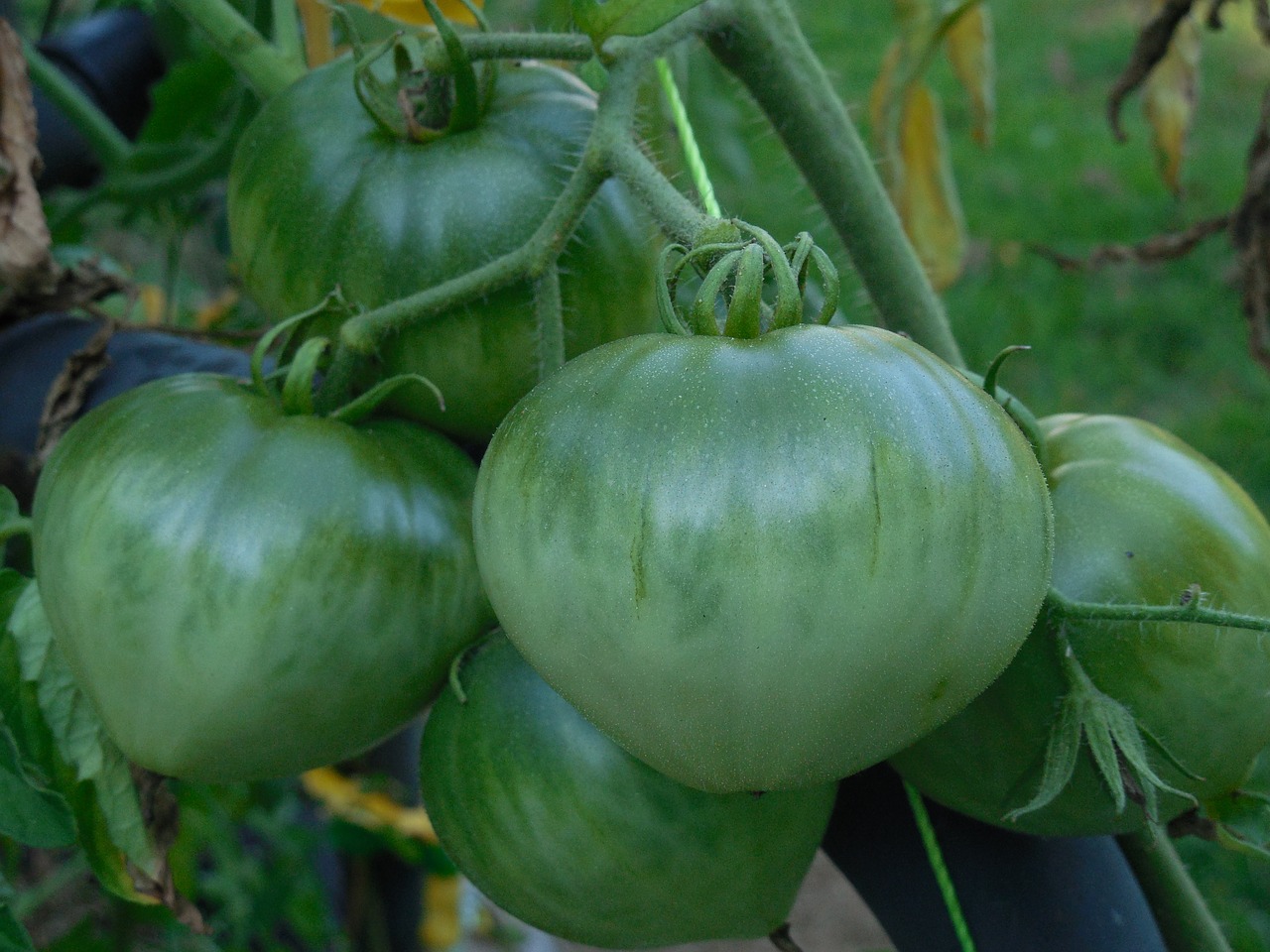 Žalias,  Pomidoras,  Maistas,  Šviežias,  Sveikas,  Daržovių,  Mityba,  Maistas,  Salotos,  Vegetariškas