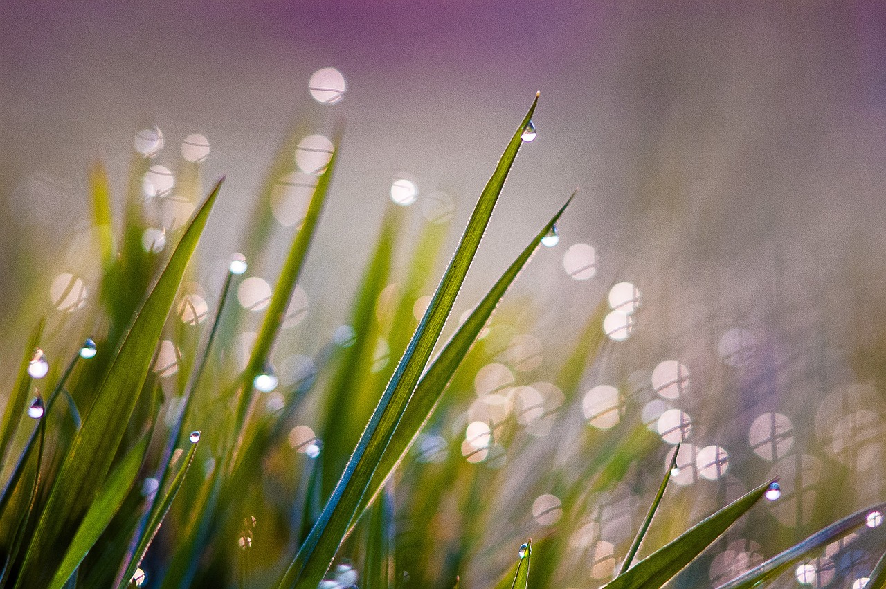 Žalias,  Žolė,  Drėgnas,  Rasa,  Rytas,  Šviesa,  Atgal Šviesa,  Bokeh,  Uždaryti, Nemokamos Nuotraukos