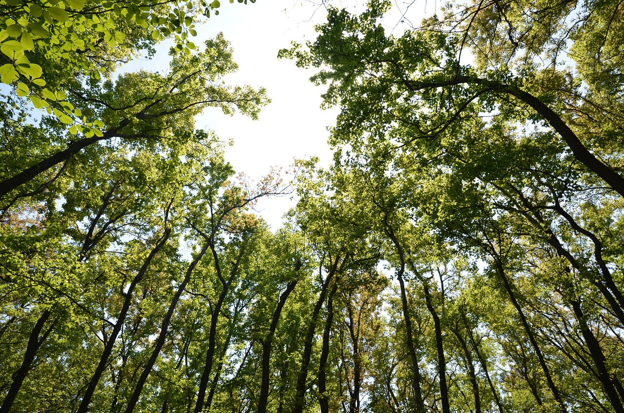 Žalias,  Miškas,  Deguonis,  Miškai,  Pavasaris,  Lapai, Nemokamos Nuotraukos,  Nemokama Licenzija