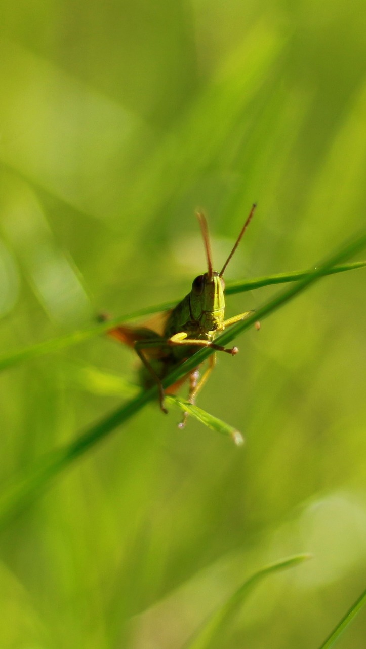 Žalias, Žiogas, Uždaryti, Vabzdys, Makro, Gyvūnas, Viridissima, Žolė, Nemokamos Nuotraukos,  Nemokama Licenzija