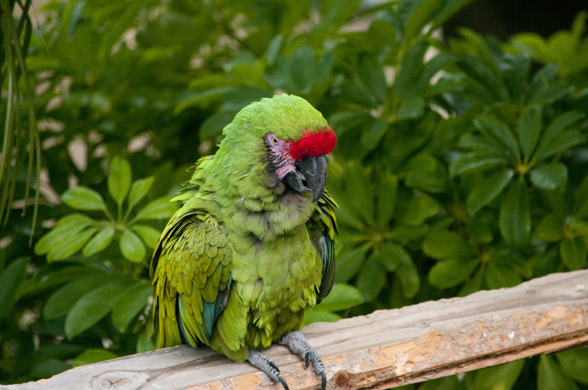 Macaw,  Macaws,  Papūga,  Papūgos,  Paukštis,  Paukščiai,  Žalias,  Raudona,  Plunksnos,  Žalia Ir Raudona Makavas
