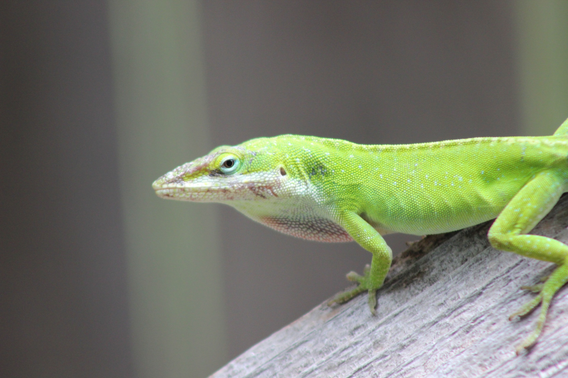 Žalias,  Anolas,  Anolis,  Karolinensis,  Rūšis,  Driežas,  Gecko,  Texas,  Chameleonas,  Patinas