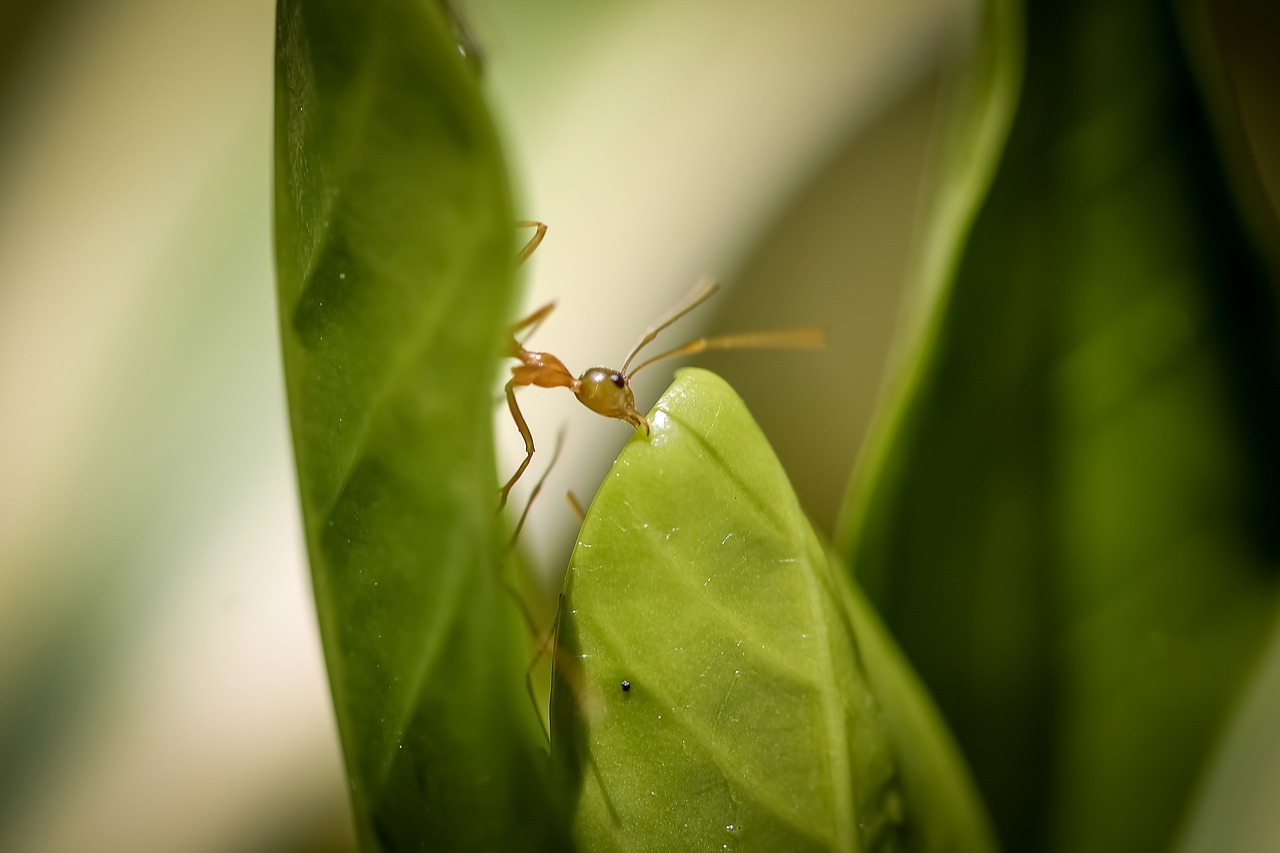 Žalias Antras, Pastato Lizdas, Žaliąja Lizdą, Makro Nuotrauka, Nemokamos Nuotraukos,  Nemokama Licenzija