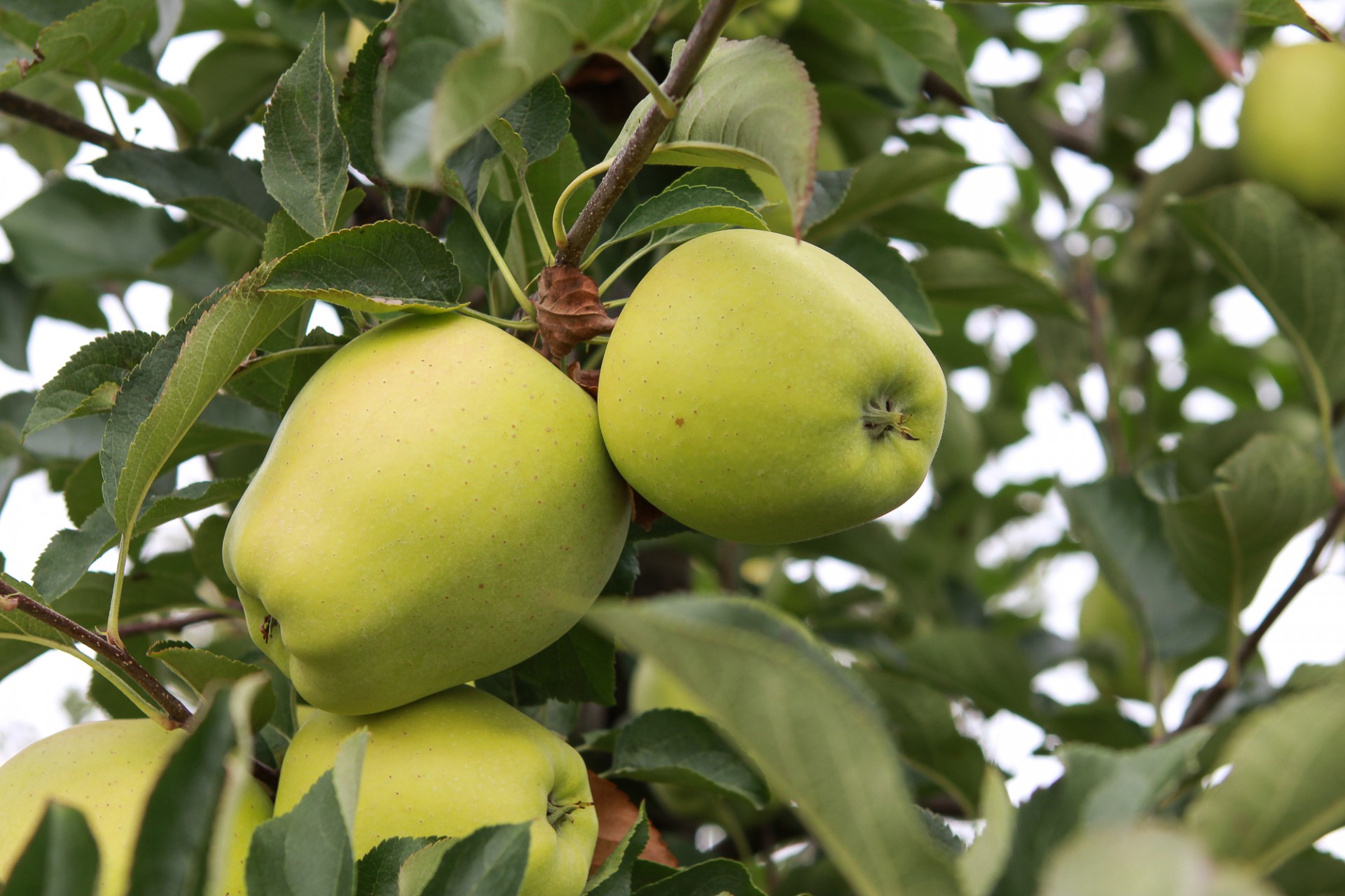 Žalias,  Obuolys,  Medis,  Vaisių Sodas,  Žalias Obuolys, Nemokamos Nuotraukos,  Nemokama Licenzija