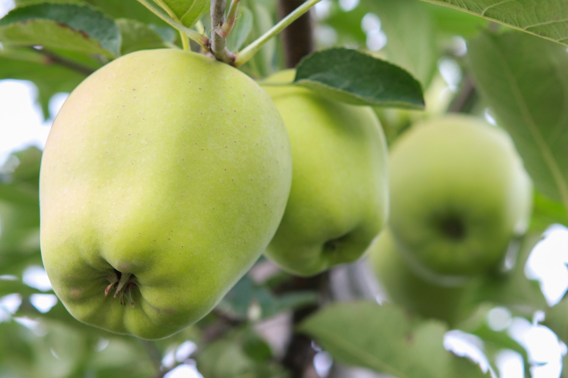 Žalias,  Obuolys,  Medis,  Vaisių Sodas,  Žalias Obuolys, Nemokamos Nuotraukos,  Nemokama Licenzija