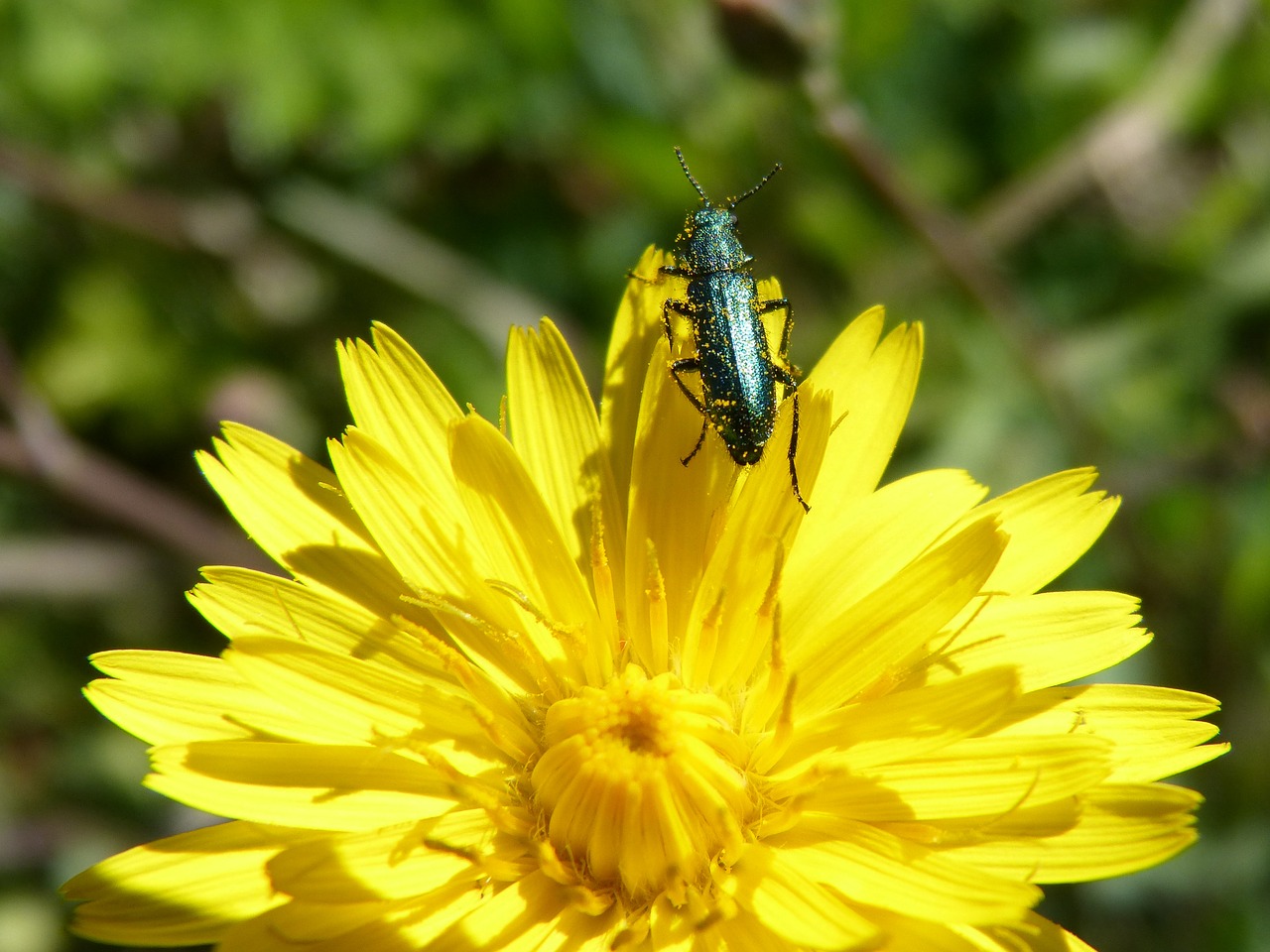 Žalias Vabalas, Psilothrix Viridicoerulea, Kiaulpienė, Psilothrix Cyaneus, Taraxacum Officinale, Karčioji Cikorija, Coleoptera, Nemokamos Nuotraukos,  Nemokama Licenzija