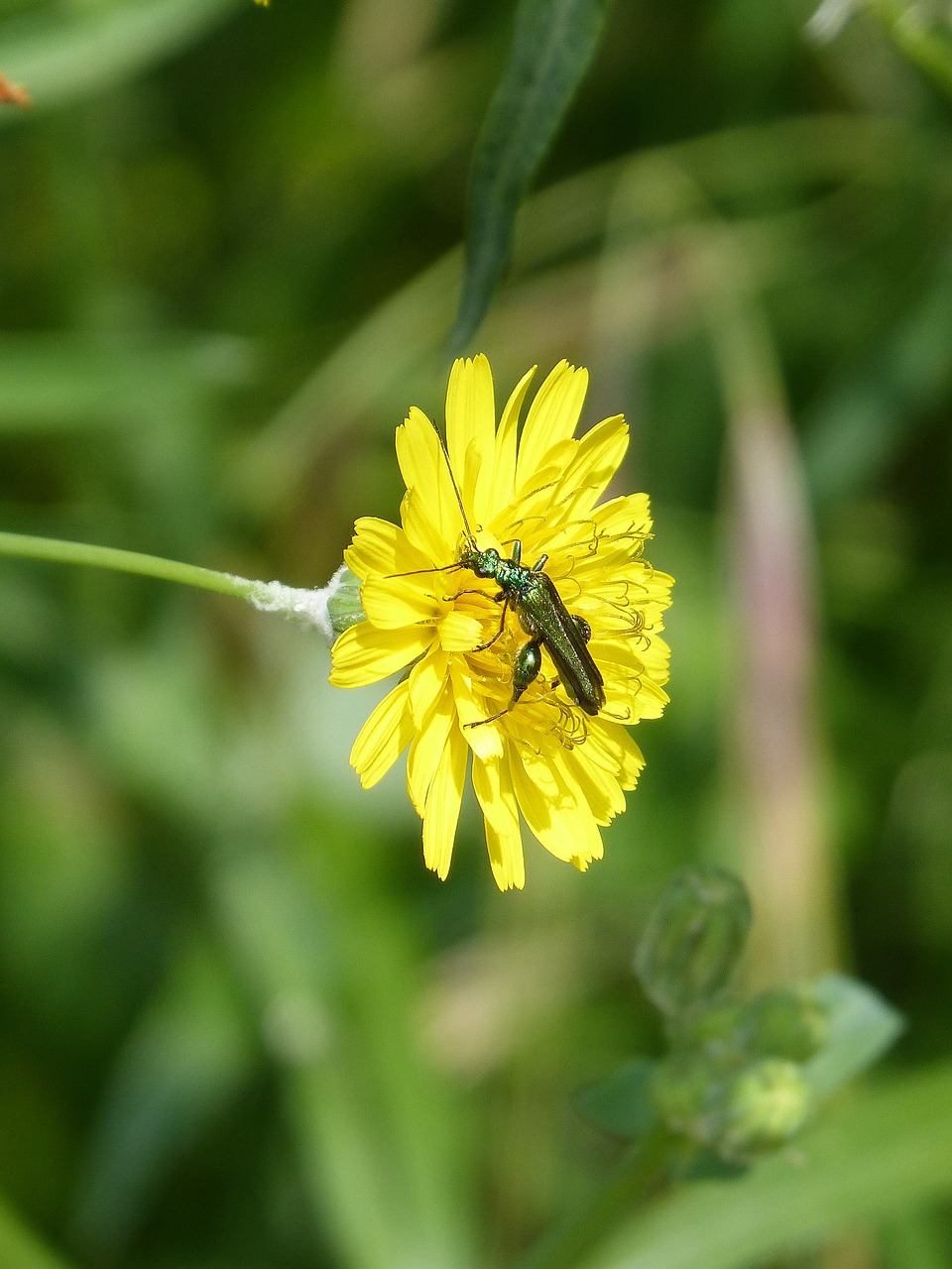 Žalia Vabaliukas,  Psilothrix Viridicoerulea,  Kiaulpienė,  Psilothrix Cyaneus,  Kiaulpienė Officinale,  Karti Cikorijos, Nemokamos Nuotraukos,  Nemokama Licenzija