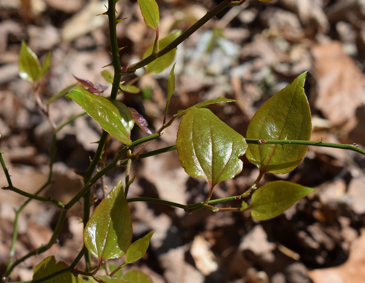 Žaliasis Briar Vynuogynas, Vynuogių Augalas, Lapija, Flora, Pavasaris, Gamta, Valgomieji, Laukinis Maistas, Laukiniai, Nemokamos Nuotraukos