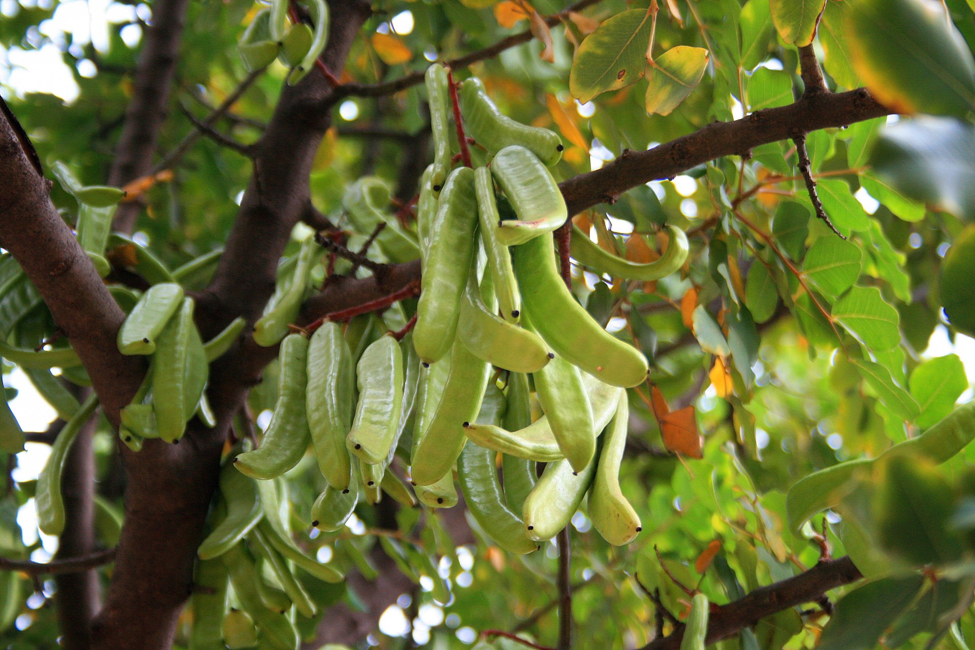 Medis,  Carob,  Ankštiniai,  Sėklos,  Žalias,  Žalia Lapinės Sėklų Ankšta, Nemokamos Nuotraukos,  Nemokama Licenzija