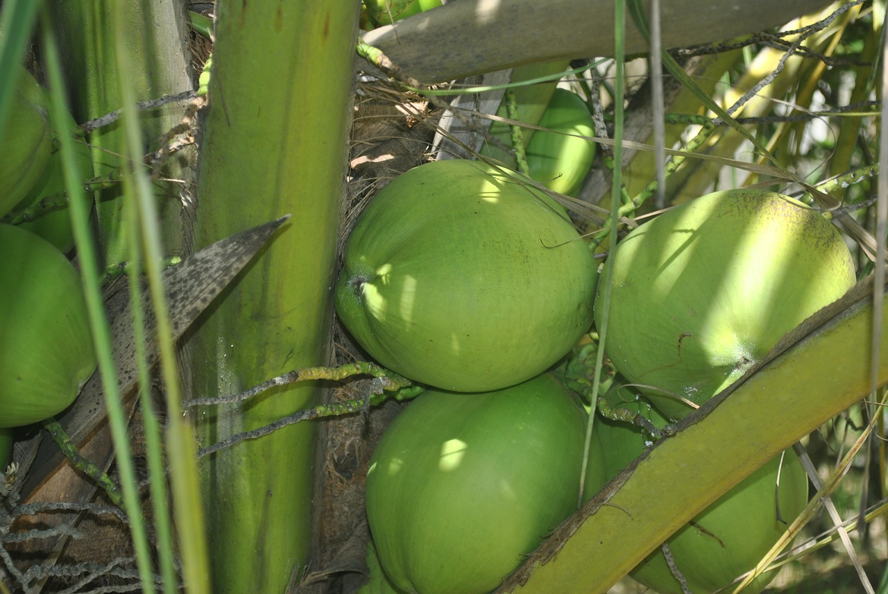 Žalia Kokoso, Kokoso, Kokoso Medis, Kokoso Medžiai, Nemokamos Nuotraukos,  Nemokama Licenzija