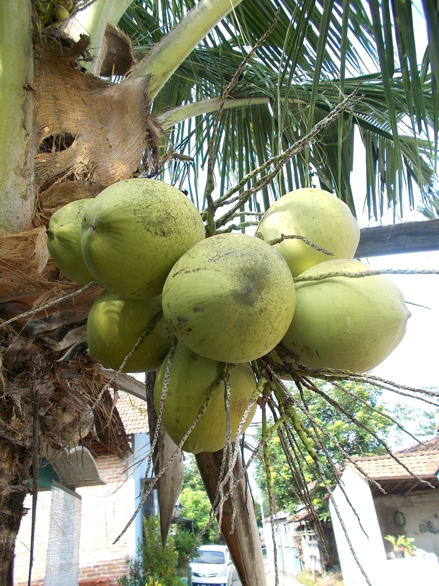 Kokoso,  Kokosai,  Nucifera,  Medis,  Žalias,  Vaisiai,  Vaisiai,  Augalai,  Atogrąžų,  Plantacija