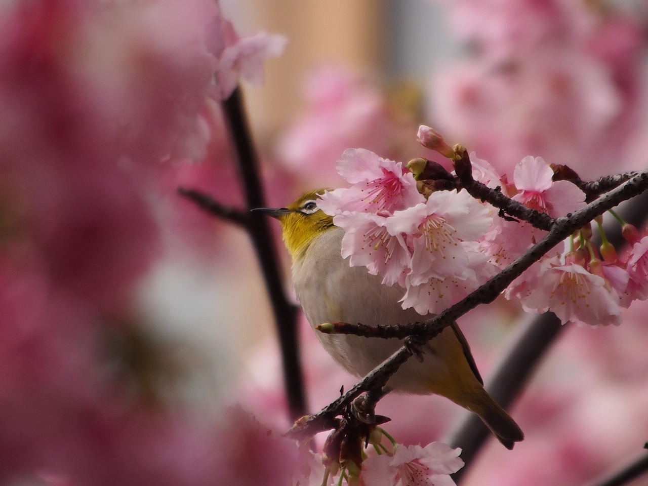 Žalios Siuvinės Akys, Paukštis, Fuji Sakura, Nemokamos Nuotraukos,  Nemokama Licenzija