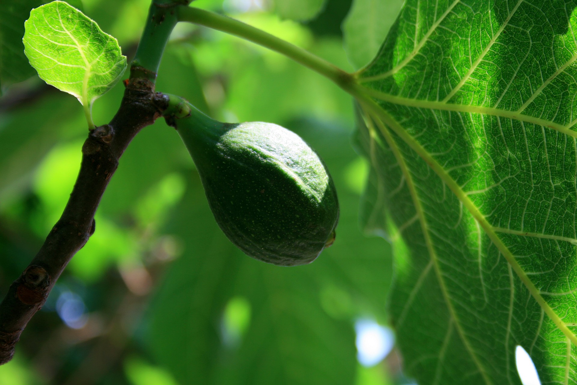 Medis,  Fig.,  Vaisiai,  Lapai,  Žalias,  Žalia Figmedis Ant Medžio, Nemokamos Nuotraukos,  Nemokama Licenzija