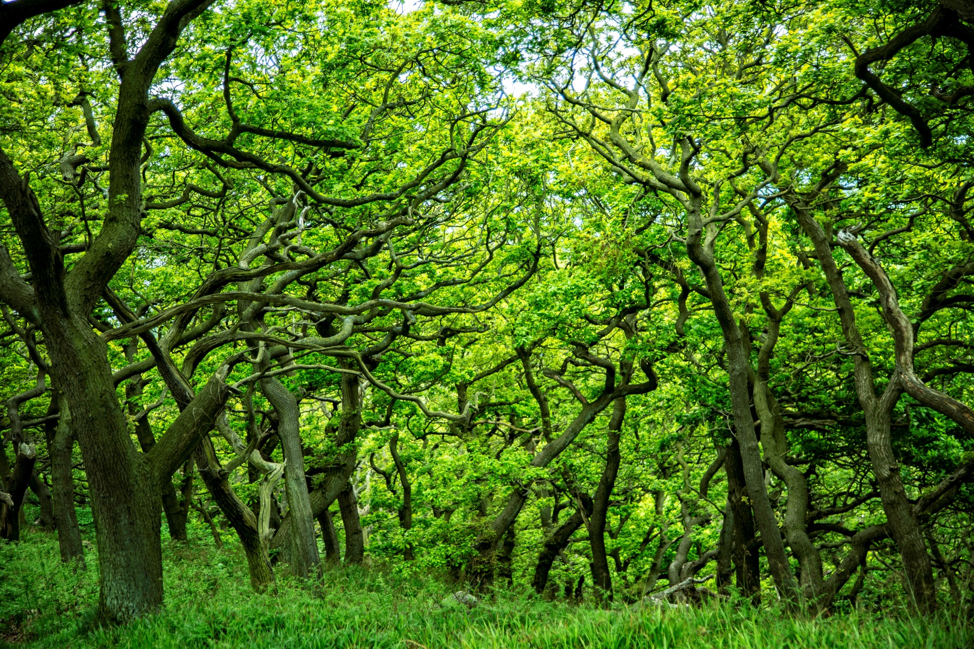 Miškas,  Medis,  Kelias,  Vasara,  Plotas,  Sodrus,  Lauke,  Lapija,  Natūralus,  Žalias