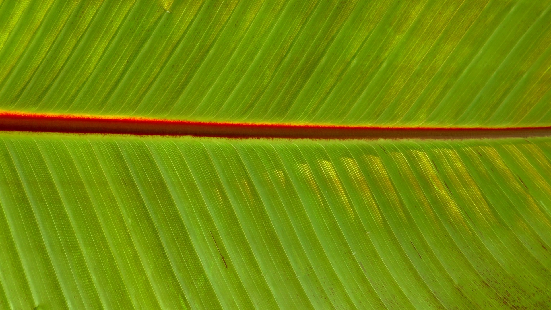 Sodas,  Sodai,  Flora,  Žolė,  Lapai,  Eco,  Lapai,  Fonas,  Fonas,  Žalia Sodo Fone