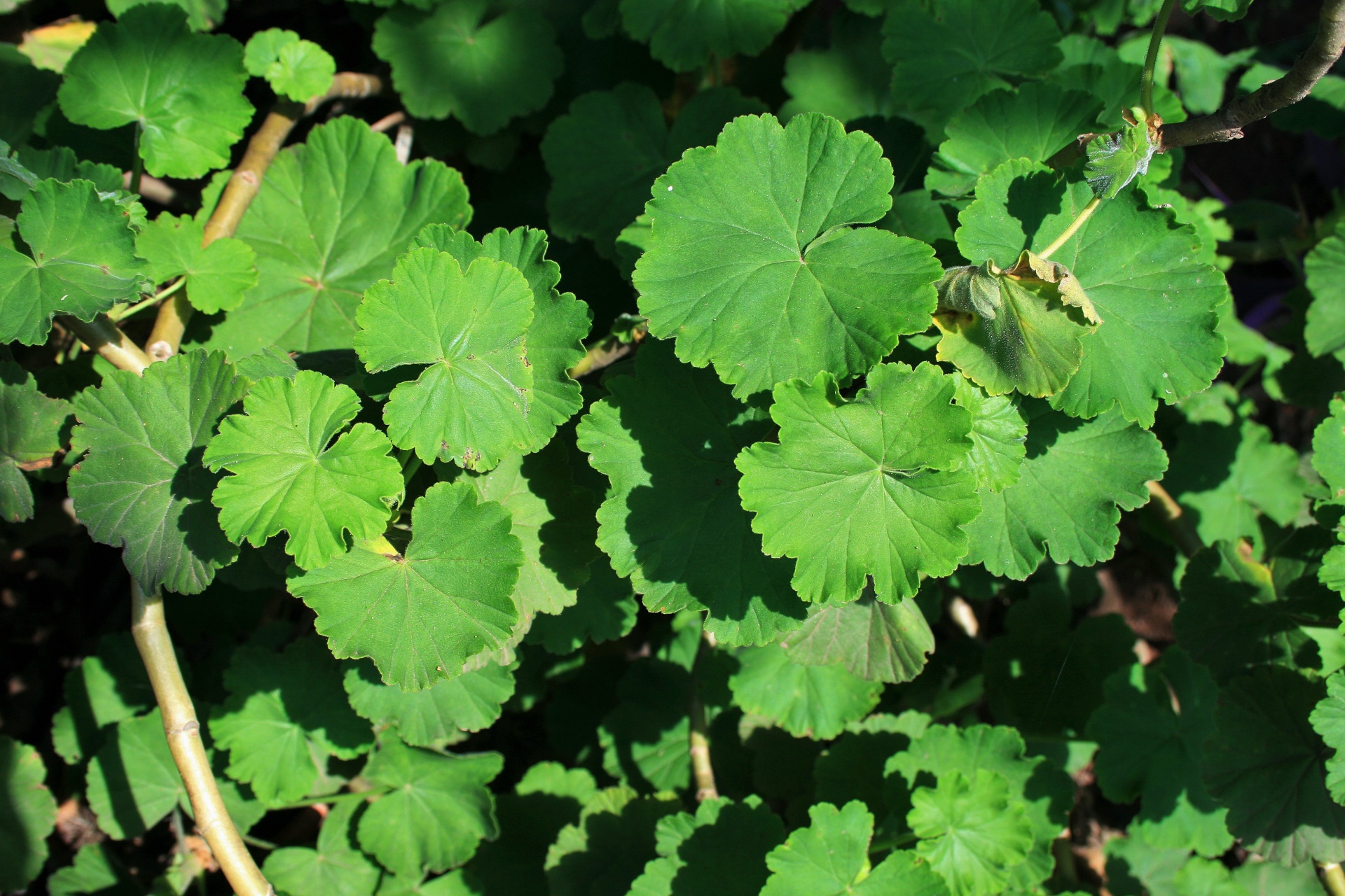 Lapai,  Žalias,  Želatina,  Geranium,  Žalios Geranijos Lapai, Nemokamos Nuotraukos,  Nemokama Licenzija