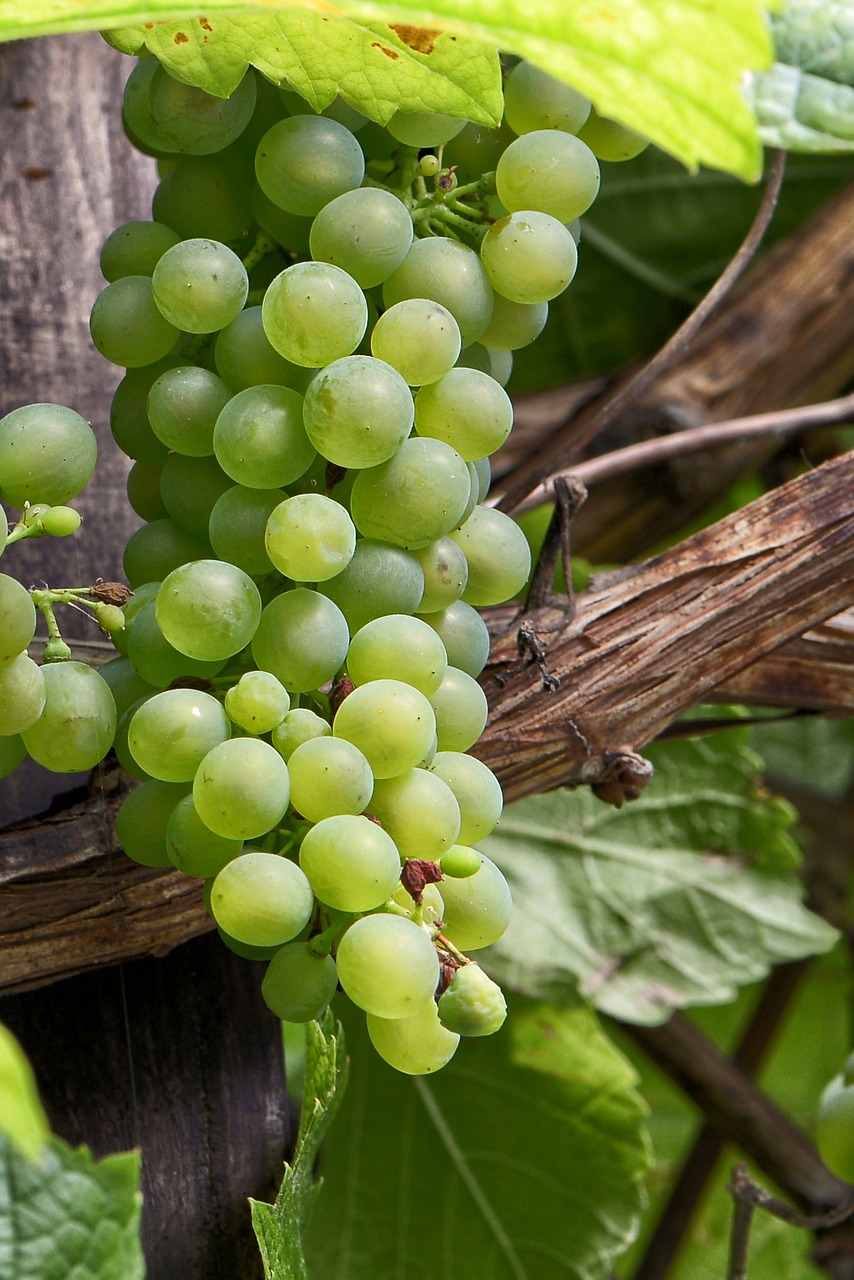 Žaliosios Vynuogės, Vynuogės, Vynmedis, Vynas, Vaisiai, Nemokamos Nuotraukos,  Nemokama Licenzija