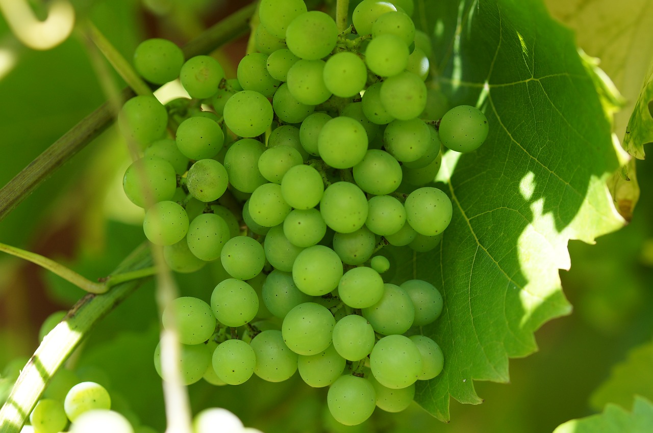 Žaliosios Vynuogės, Vynas, Vynuogių Auginimas, Vynmedis, Makro, Vynuogių Lapai, Nemokamos Nuotraukos,  Nemokama Licenzija
