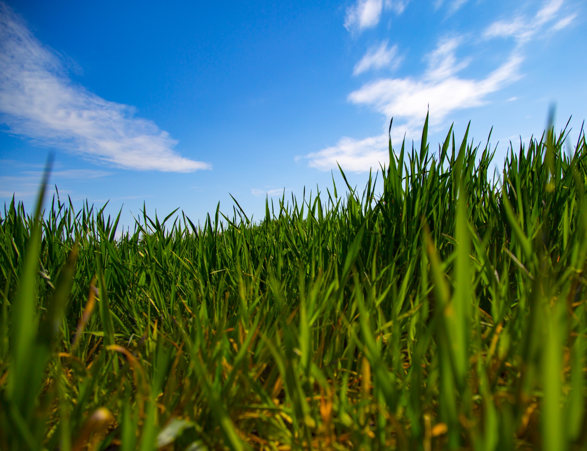 Žalias,  Fonas,  Žolė,  Gras,  Žalia Žolė,  Žolė & Nbsp,  Fonas,  Golfas & Nbsp,  Žalia,  Tekstūra & Nbsp