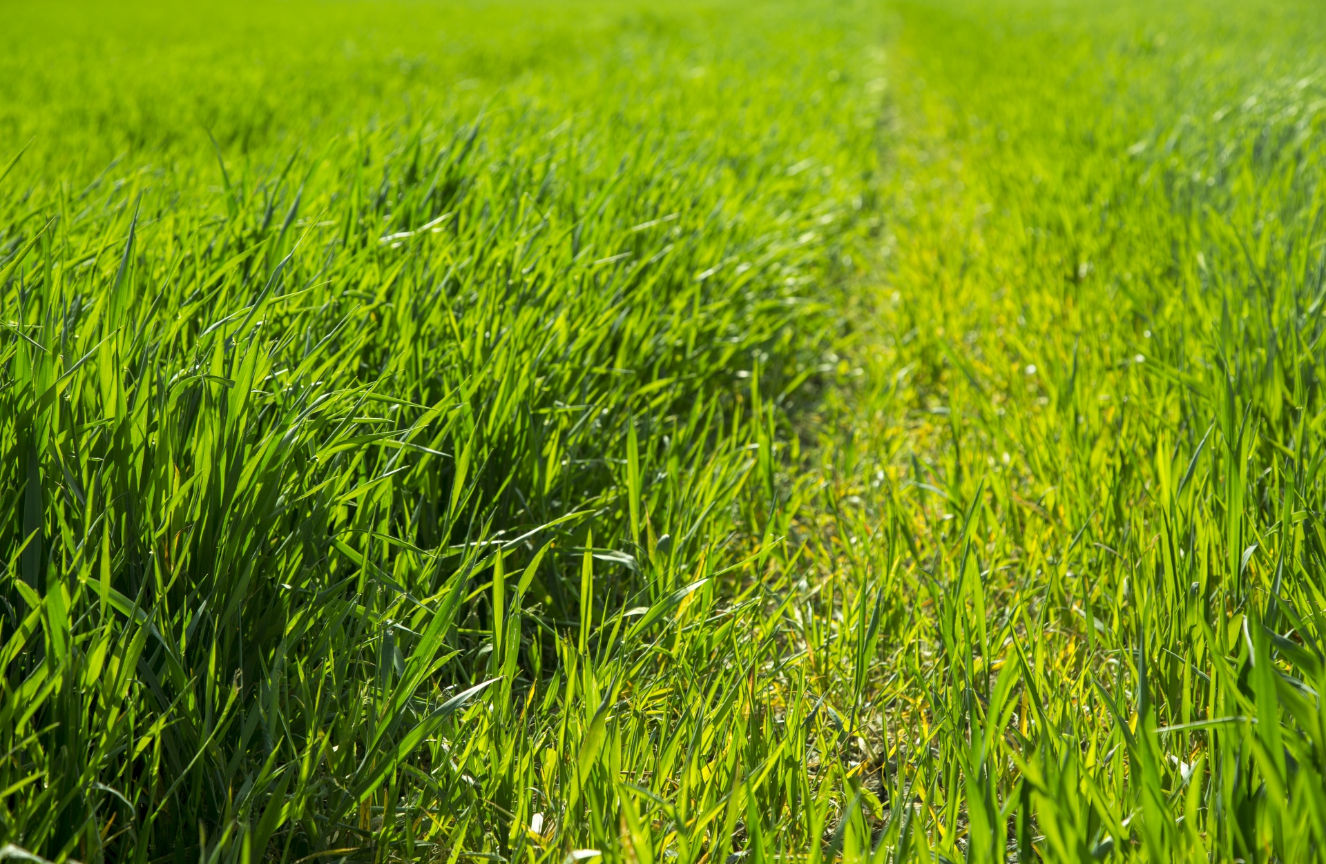 Žalias,  Fonas,  Žolė,  Gras,  Žalia Žolė,  Žolė & Nbsp,  Fonas,  Golfas & Nbsp,  Žalia,  Tekstūra & Nbsp