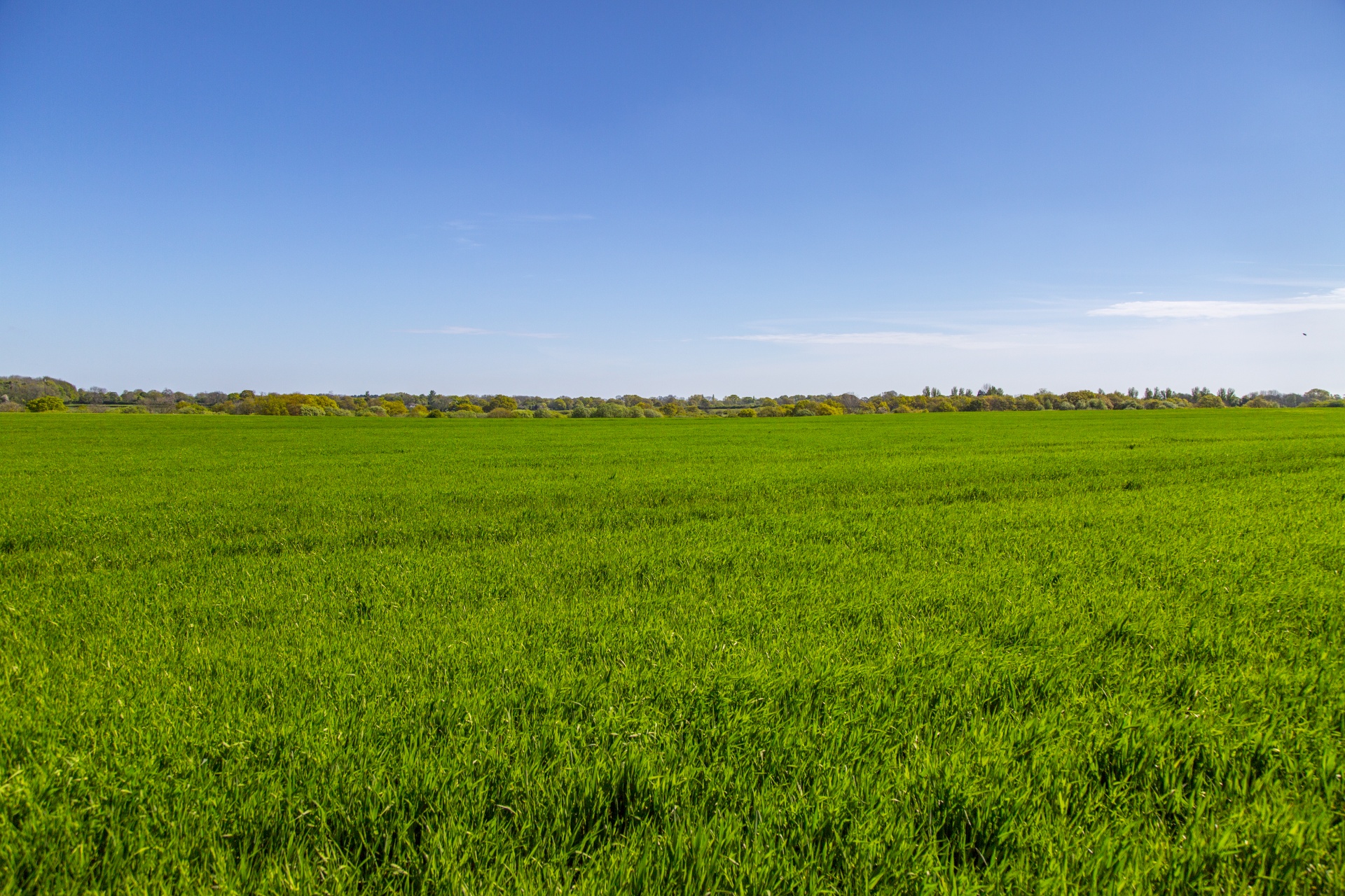 Žalias,  Fonas,  Žolė,  Gras,  Žalia Žolė,  Žolė & Nbsp,  Fonas,  Golfas & Nbsp,  Žalia,  Tekstūra & Nbsp