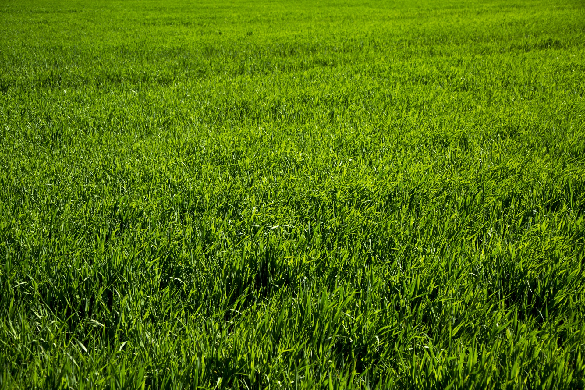 Žalias,  Fonas,  Žolė,  Gras,  Žalia Žolė,  Žolė & Nbsp,  Fonas,  Golfas & Nbsp,  Žalia,  Tekstūra & Nbsp