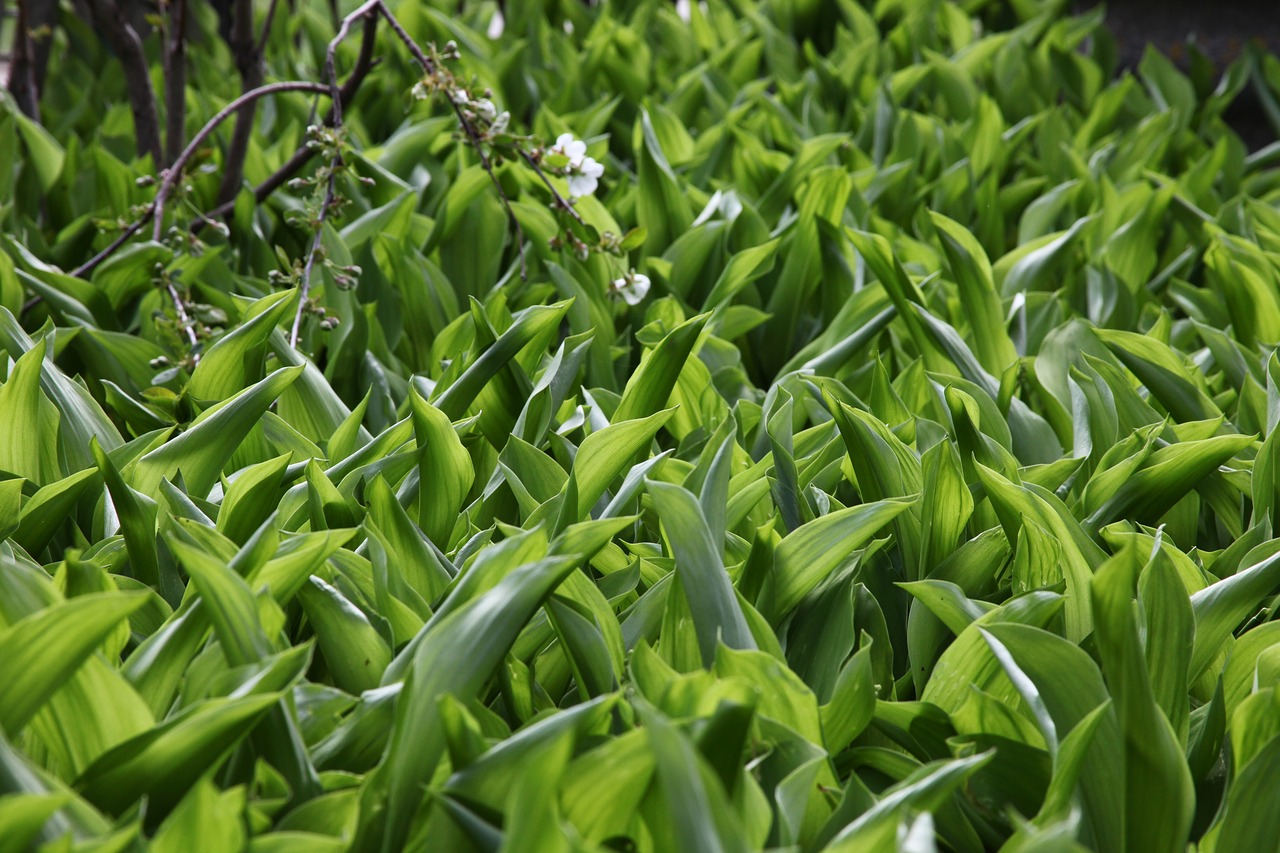 Žalia Žolė, Lelijos Nuo Slėnio, Pavasaris, Iš Arti, Flora, Nemokamos Nuotraukos,  Nemokama Licenzija