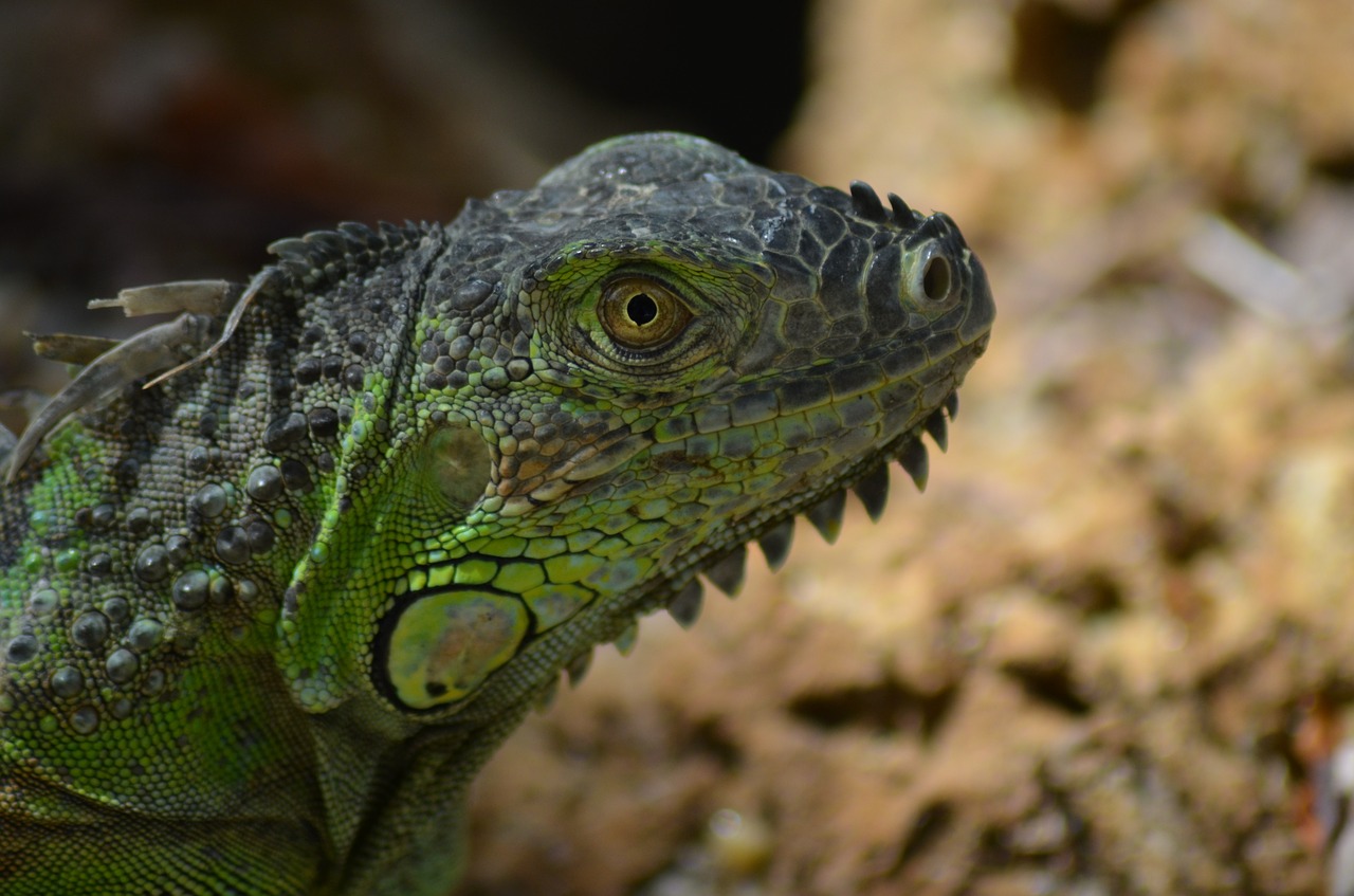 Žalia Iguana, Iguana, Žalias, Laukiniai, Gamta, Driežas, Ropliai, Fauna, Gyvūnas, Laukinis Gyvūnas