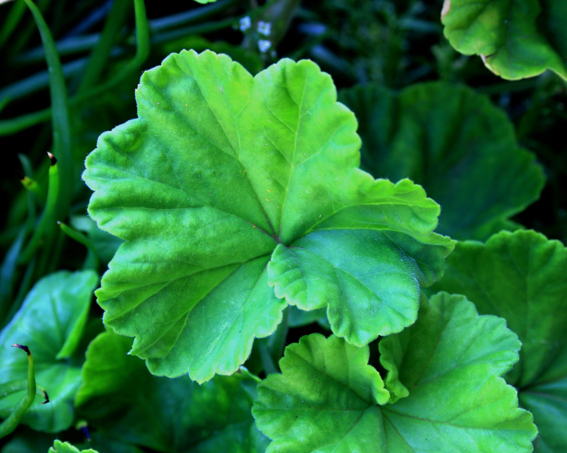 Geranium,  Augalas,  Lapai,  Kreivas,  Žalias,  Žali Lapai Geranija, Nemokamos Nuotraukos,  Nemokama Licenzija