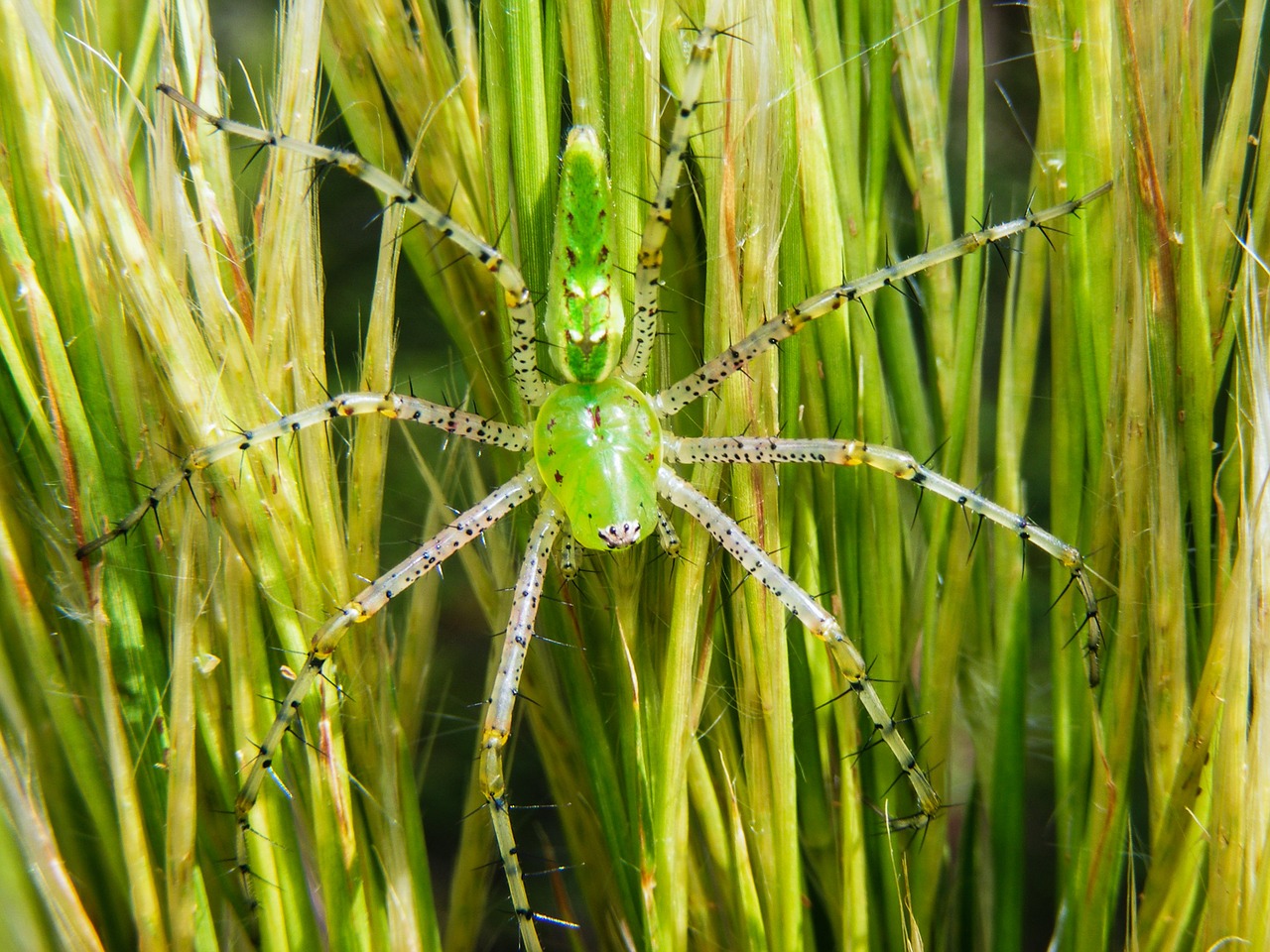 Žalias Lizdo Voras, Peucetia Viridans, Voras, Arachnid, Arachnofobija, Baimė, Uždaryti, Vabzdys, Didelis, Gamta