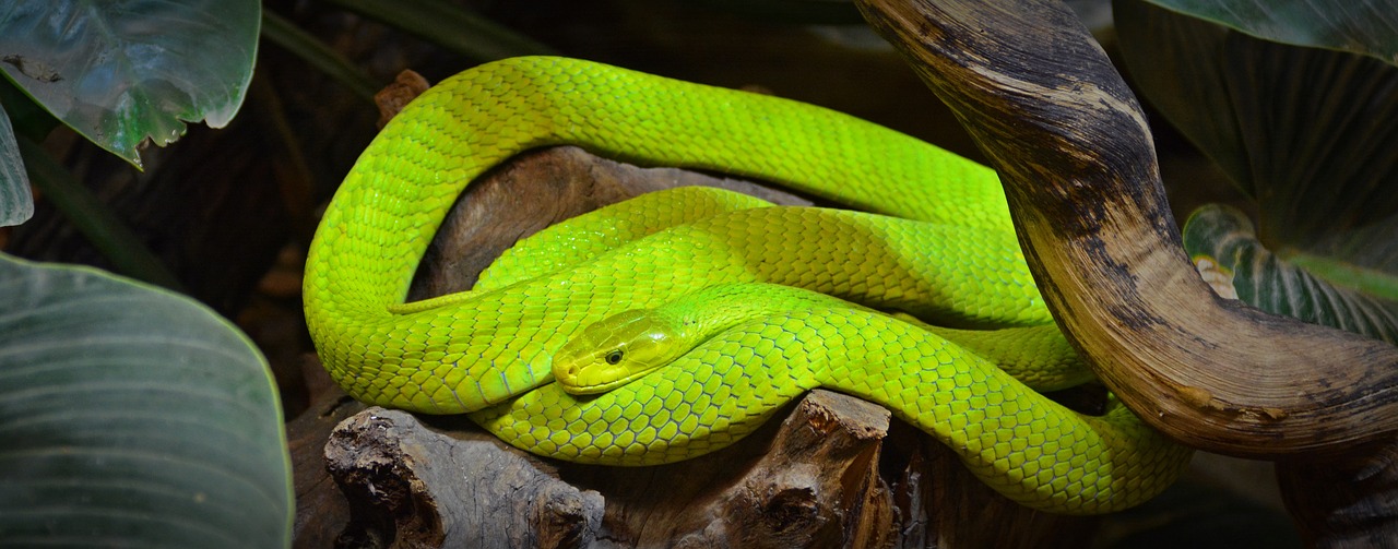 Žalia Mamba, Gyvatė, Mamba, Ropliai, Padaras, Skalė, Pavojingas, Nuodingoji Gyvatė, Terraristik, Nemokamos Nuotraukos