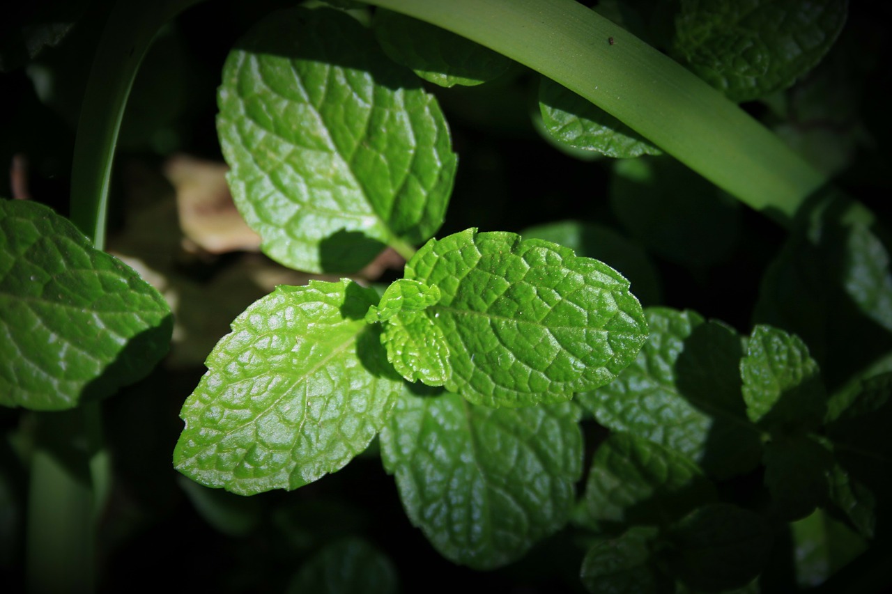 Žalia Mint, Mėtų, Žalias, Lapai, Aromatingas, Aromatiniai, Žolė, Kvapioji Medžiaga, Sodas, Nemokamos Nuotraukos