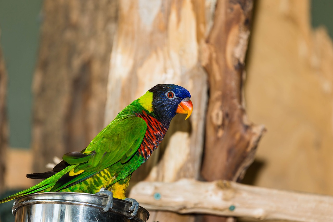 Žalia Naped Lorikeet, Papūga, Paukštis, Nemokamos Nuotraukos,  Nemokama Licenzija