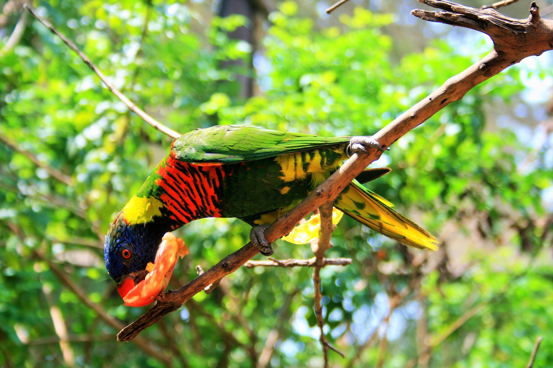 Paukštis,  Žalias,  Spalvinga,  Sustingęs,  Maitinimas,  Vaisiai,  Žalia Naped Lorikeet Valgyti Vaisių, Nemokamos Nuotraukos,  Nemokama Licenzija