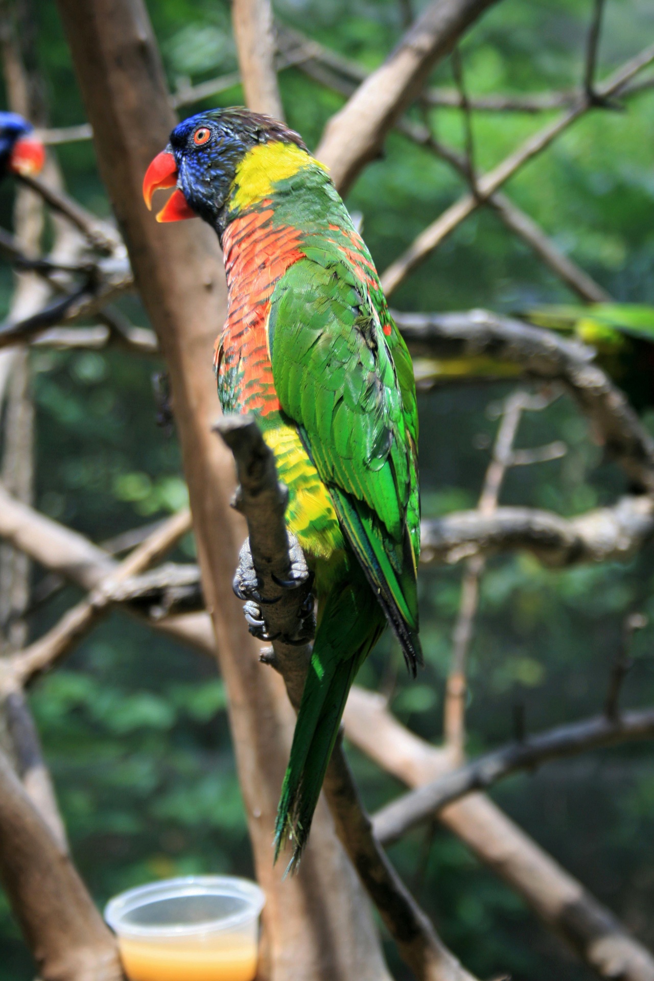 Paukštis,  Žalias,  Spalvinga,  Medis,  Žalia Naped Lorikeet Perched, Nemokamos Nuotraukos,  Nemokama Licenzija