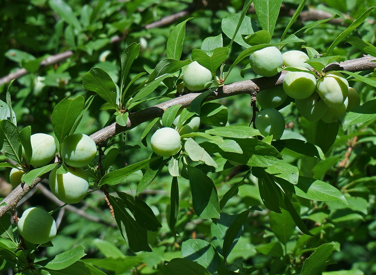 Žali Slyvos, Slyva, Medis, Sodas, Augalas, Lapai, Vaisiai, Slyvos, Pažadas, Gamta