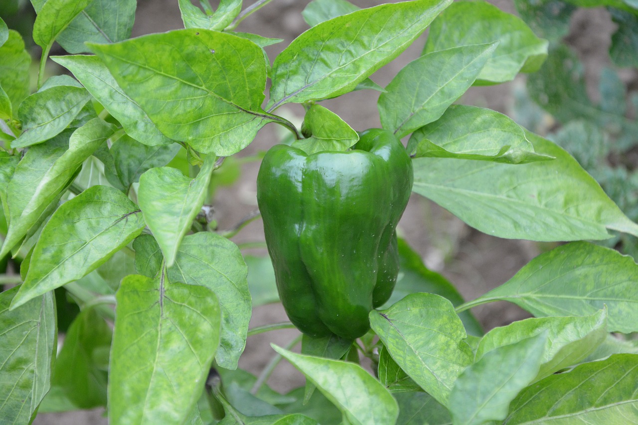 Žalia Paprika, Daržovės, Žali Lapai, Sodas, Daržovių Sodas, Palikuonys, Prieskoniai, Derlius, Maistas, Nemokamos Nuotraukos