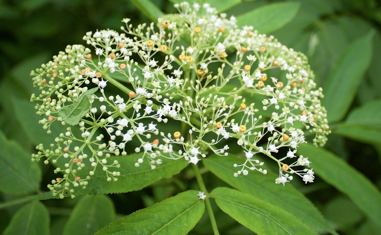 Žalia Augalų,  Gėlė,  Baltas, Nemokamos Nuotraukos,  Nemokama Licenzija