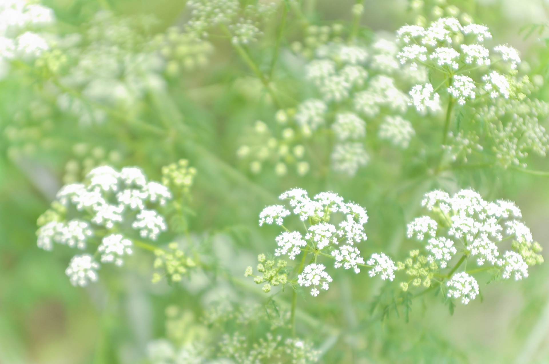 Tapetai,  Fonas,  Stalinis Kompiuteris,  Žalias,  Augalas,  Gėlė,  Vasara,  Laukiniai,  Wildflower,  Žalia Augalai 2