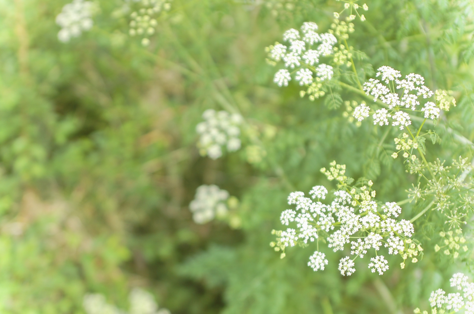 Tapetai,  Fonas,  Stalinis Kompiuteris,  Žalias,  Augalas,  Gėlė,  Vasara,  Laukiniai,  Wildflower,  Žalia Augalai 3