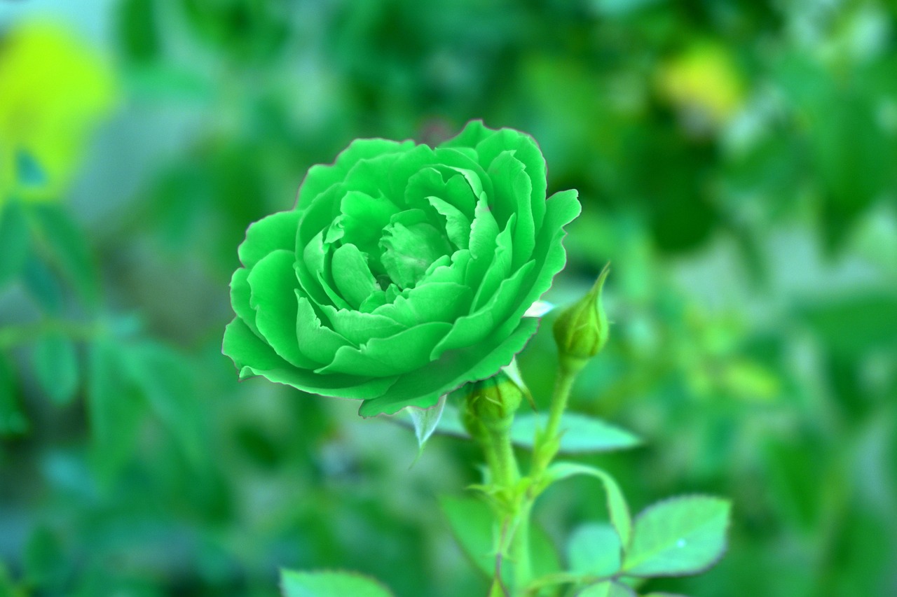 Žalia Rožė, Viridescent, Verdant, Gėlė, Nemokamos Nuotraukos,  Nemokama Licenzija