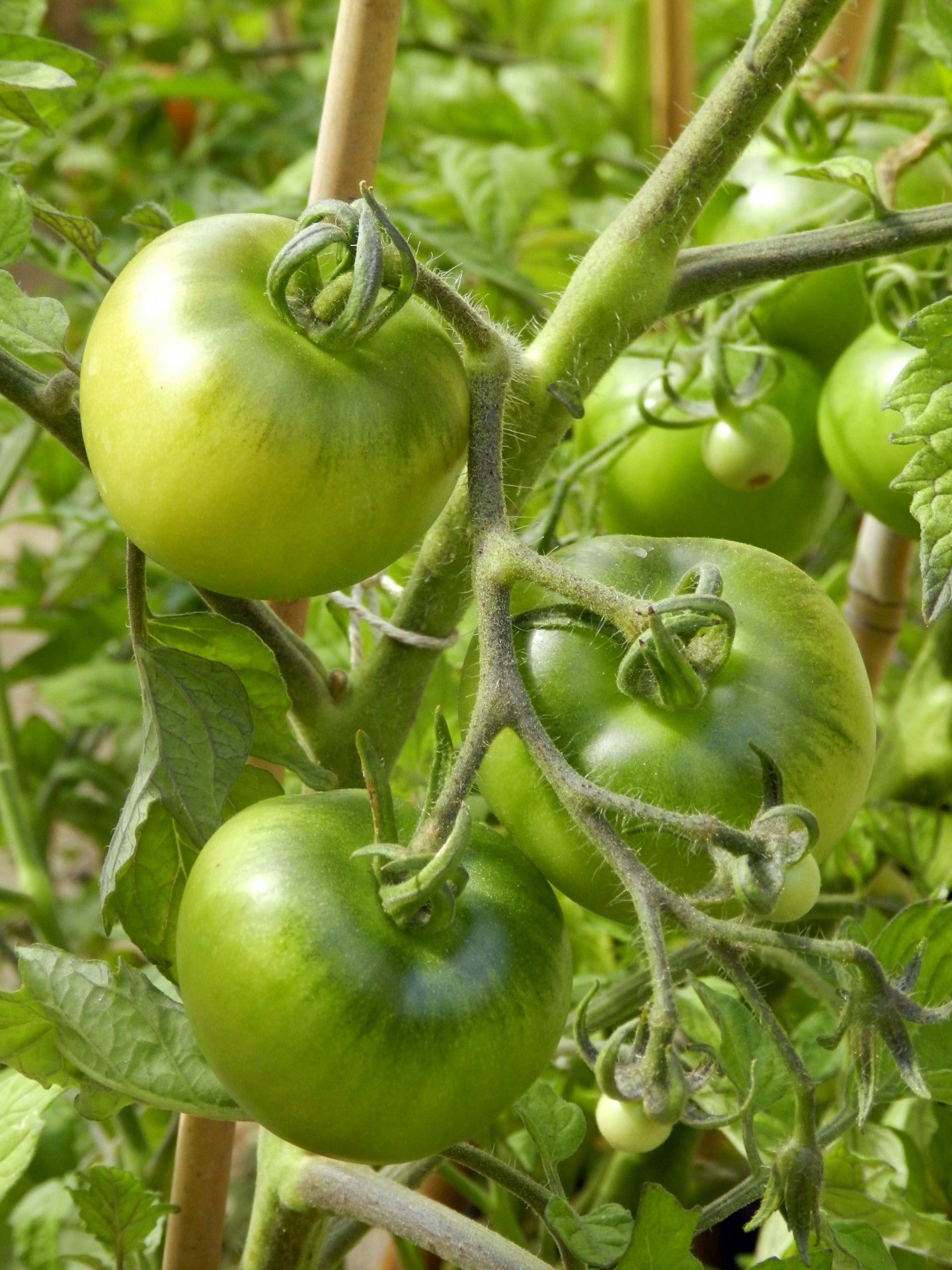 Pomidoras,  Žalias,  Augalas,  Solanum,  Lycopersicum,  Stiebas,  Vaisiai,  Pakabinti,  Kabantis,  Vynmedis