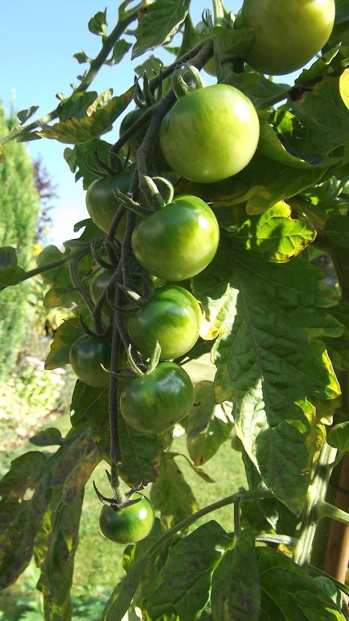 Žali Pomidorai, Saulė, Paskirstymas, Nemokamos Nuotraukos,  Nemokama Licenzija