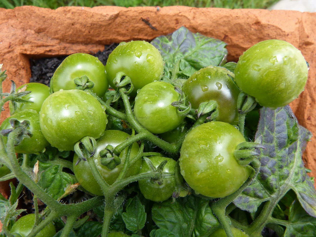 Žali Pomidorai, Balkono Pomidorai, Žaliosios Kultūros, Nemokamos Nuotraukos,  Nemokama Licenzija