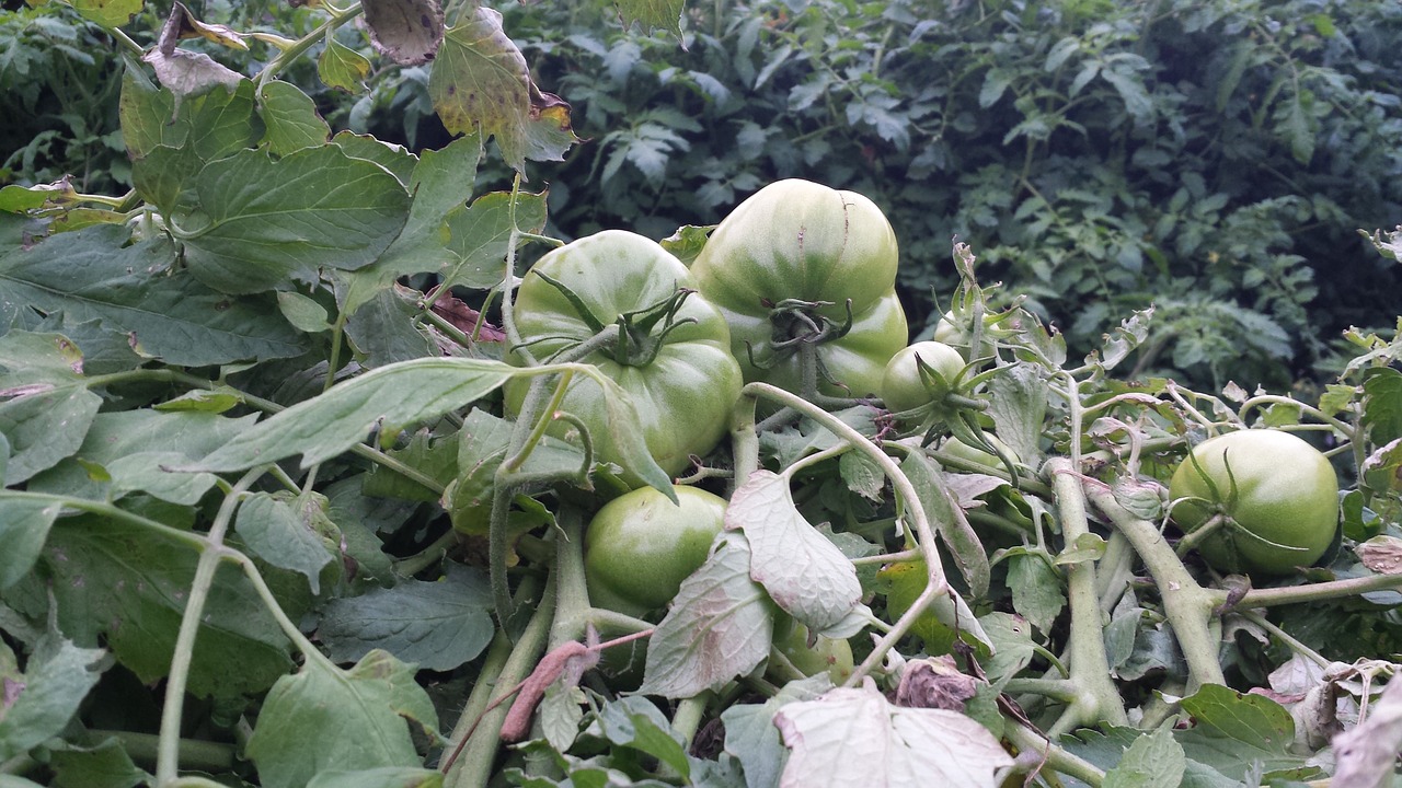 Žali Pomidorai, Dideli Pasėliai, Sodrus, Nemokamos Nuotraukos,  Nemokama Licenzija