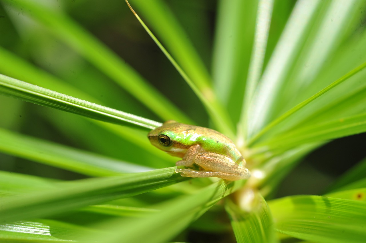 Žalia Medžio Varlė, Maža Žalia Varlė Į Palmių Gijimą, Žalia Varlė Į Palmių Gijimą, Kūdikio Žalia Varlė Į Palmių Girnelę, Varlė, Slapta Palmių Girde, Maža Žalia Medžio Varlė Palmių Girliandoje, Nemokamos Nuotraukos,  Nemokama Licenzija